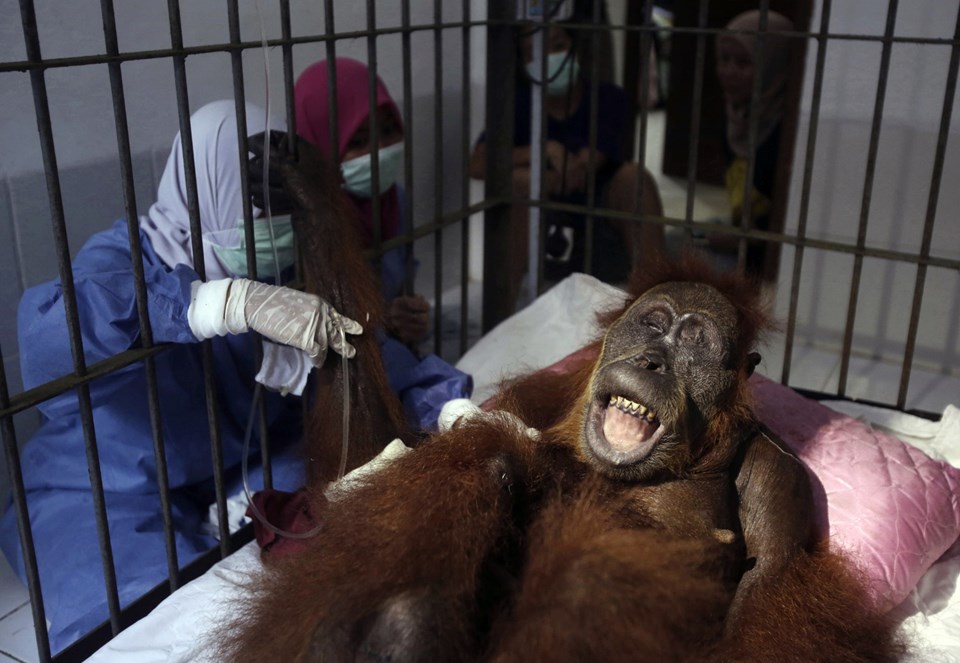 74 kez açılan ateşle kör olan anne orangutan tedaviye alındı - 1