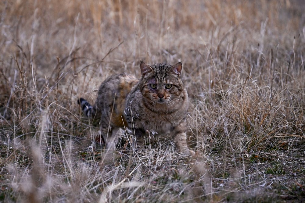 Merkezde tedavisine başlanan ve özenle bakımı yapılan dağ kedisinin, rehabilitasyon sürecinin tamamlanmasının ardından yeniden doğal yaşam alanına salınması bekleniyor.