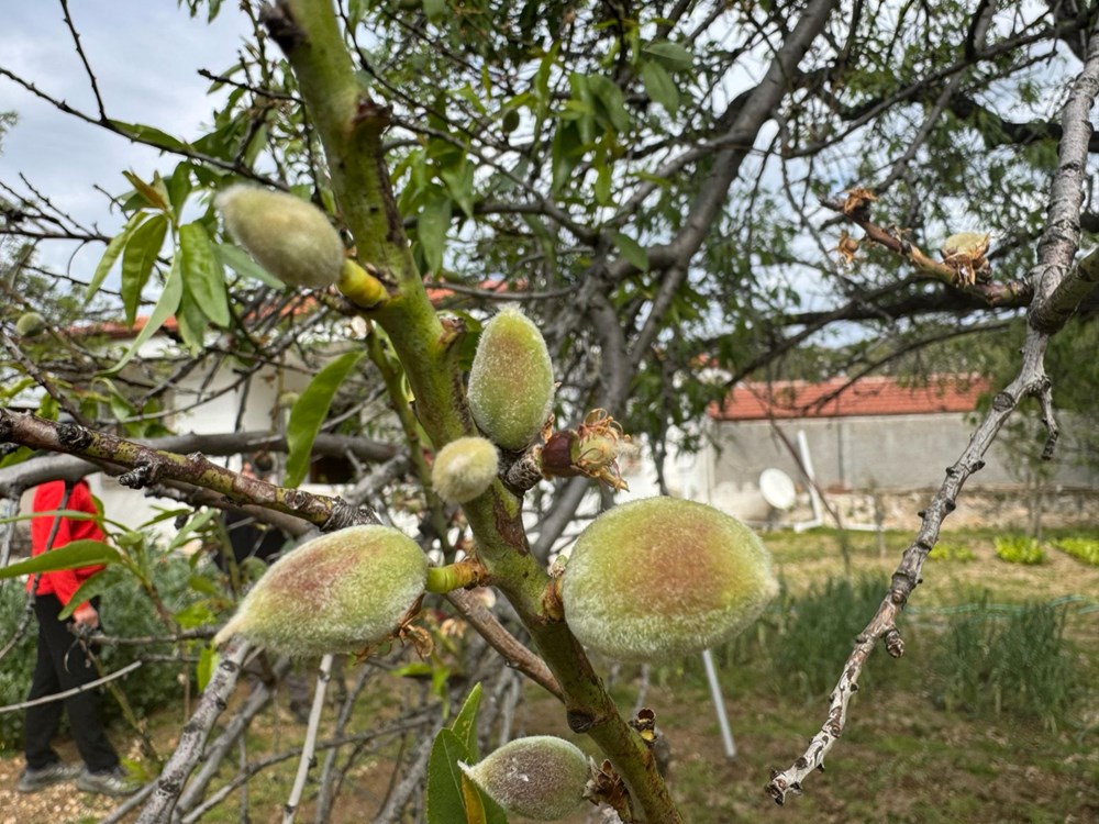 "Altın Değerinde İlk Hasat: Sezonun Müjdecisi Raflarda" 76 N2HmjsFNV0ONKVPmJcF9Gw