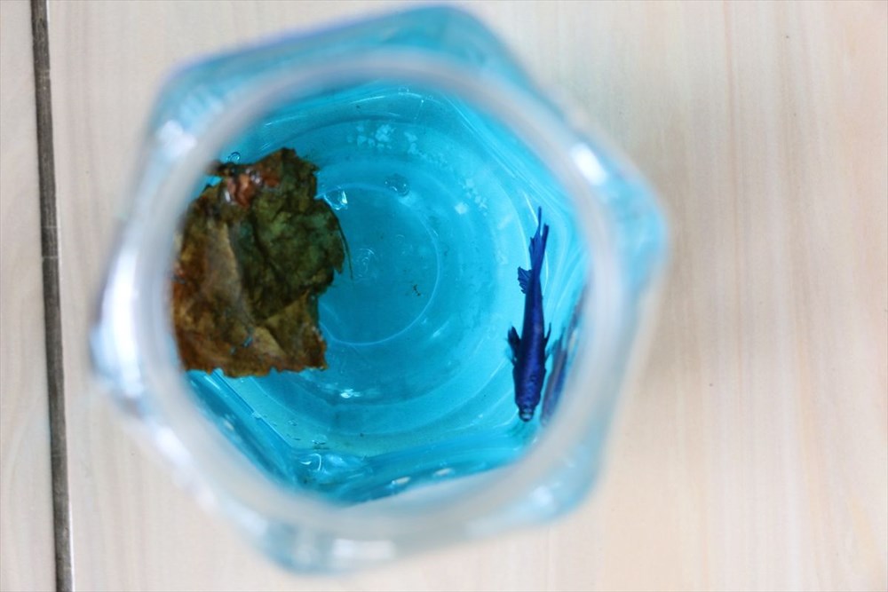 Betta balıkları yarışma için 'kuaförde' güzelleşiyor - 5