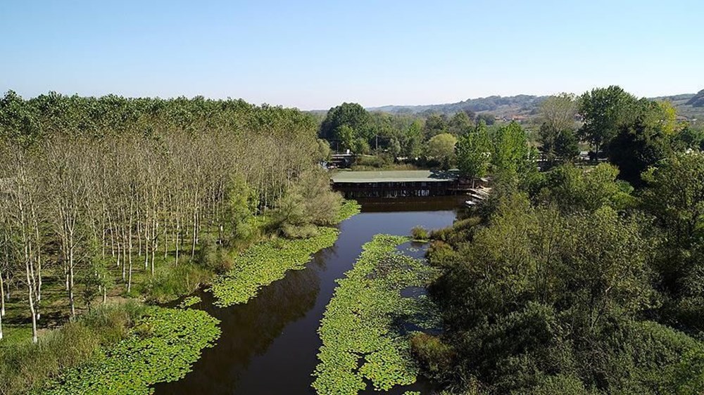 Dünyada ikinci, Türkiye'de ise tek parça halindeki en büyük longoz: Sakarya Acarlar Longozu - 4