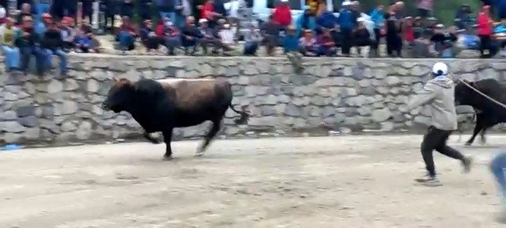 Rize'de boğalar seyircilerin arasına daldı - 3