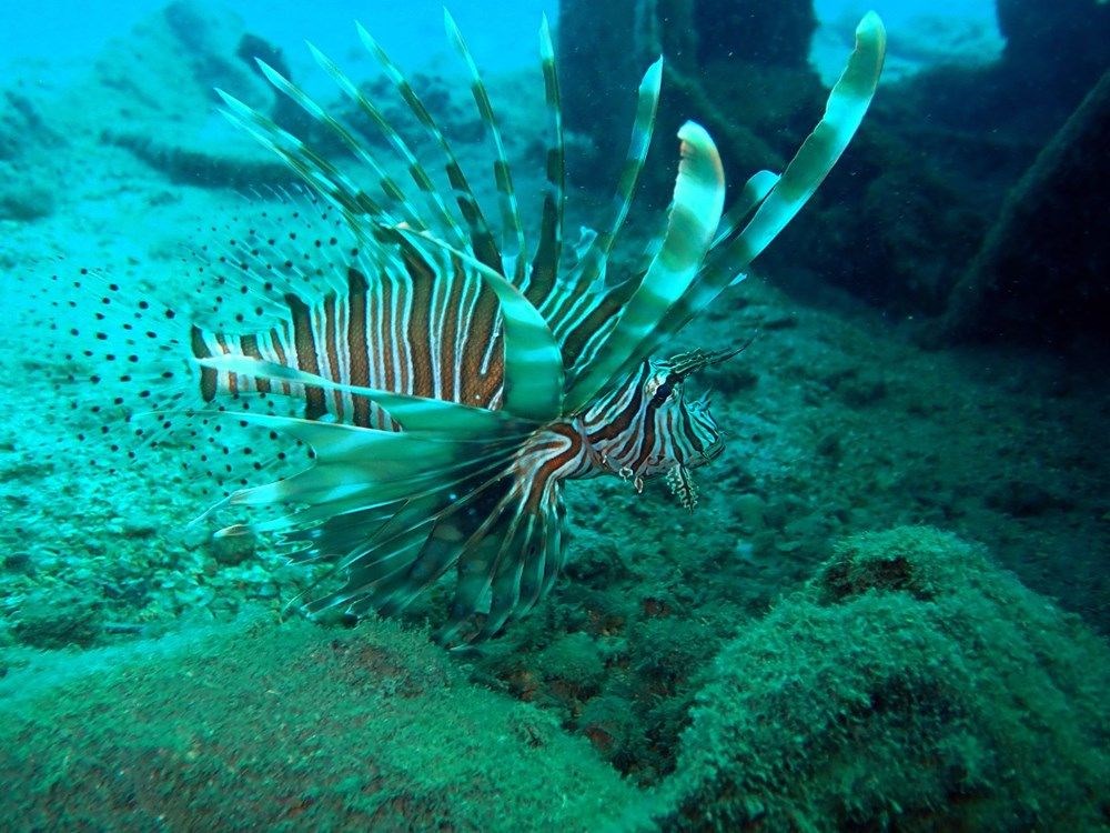 Kızıldeniz'in istilacısı aslan balığı Ege'de de yayılıyor - 8