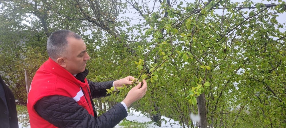 Samsun'da 'zirai don' tesiri; fındıkta ziyan, 3 eser de tehlikede 72 N4j1 EZ9dkGoe5fjaTWo2Q
