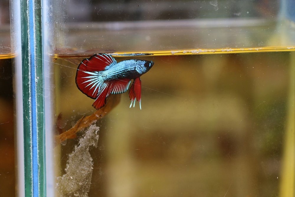 Betta balıkları yarışma için 'kuaförde' güzelleşiyor - 8