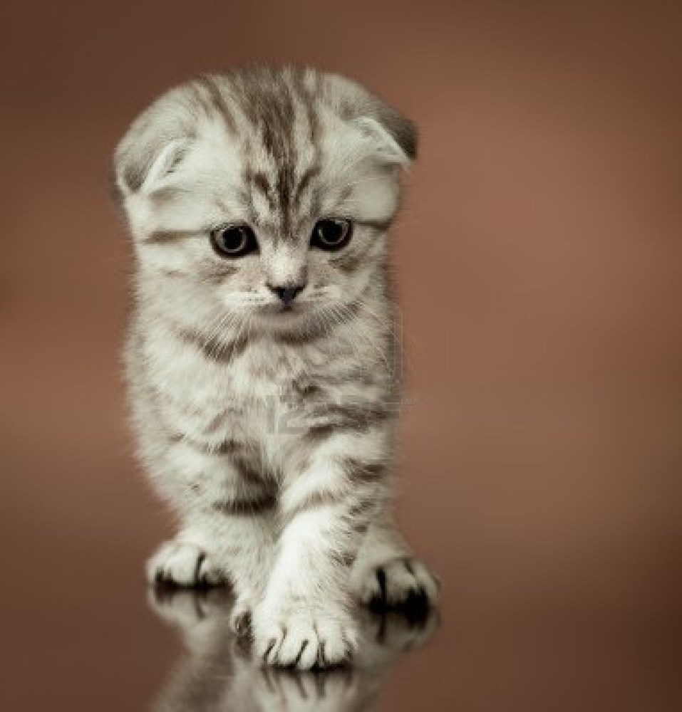 scottish fold kedilerin yuz ifadesinin nedeni hastalik magazin haberleri ntv