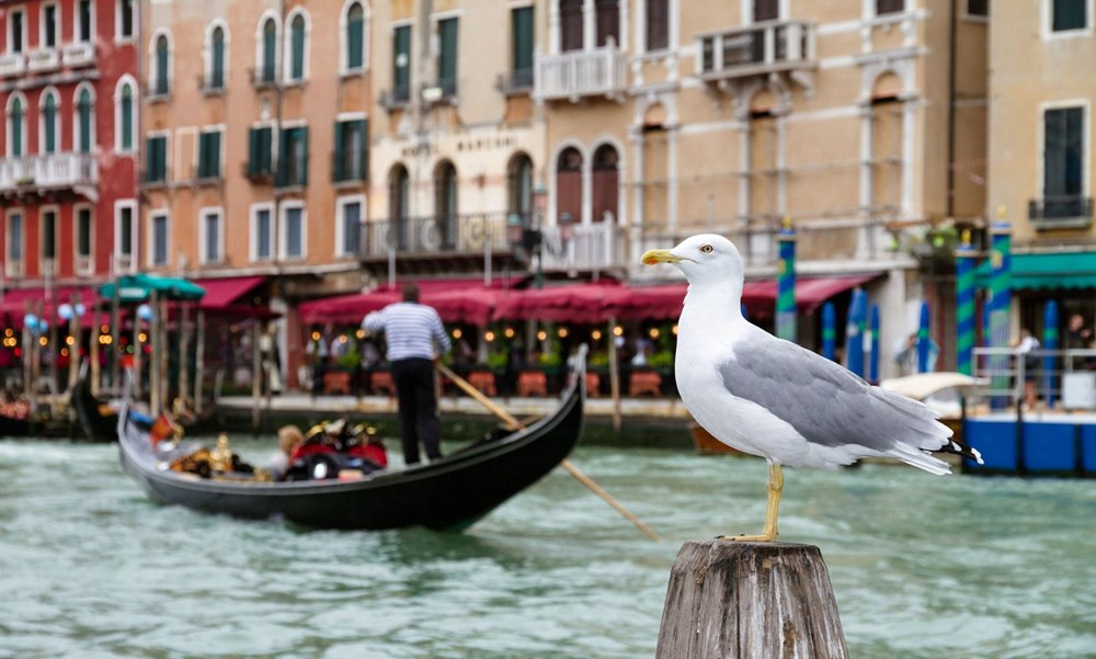 Venedik'teki otelcilerin martılarla başı dertte: Konuklarını su tabancalarıyla donattılar - 4