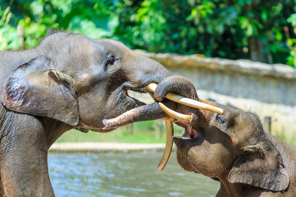 Mozambik'te filler insanlıktan korunmak için mutasyon geçirdi: Artık dişsiz doğuyorlar - 1