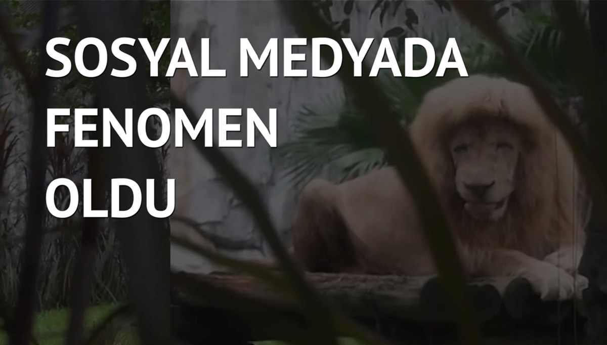 Kaküllü aslan ziyaretçi akınına uğruyor