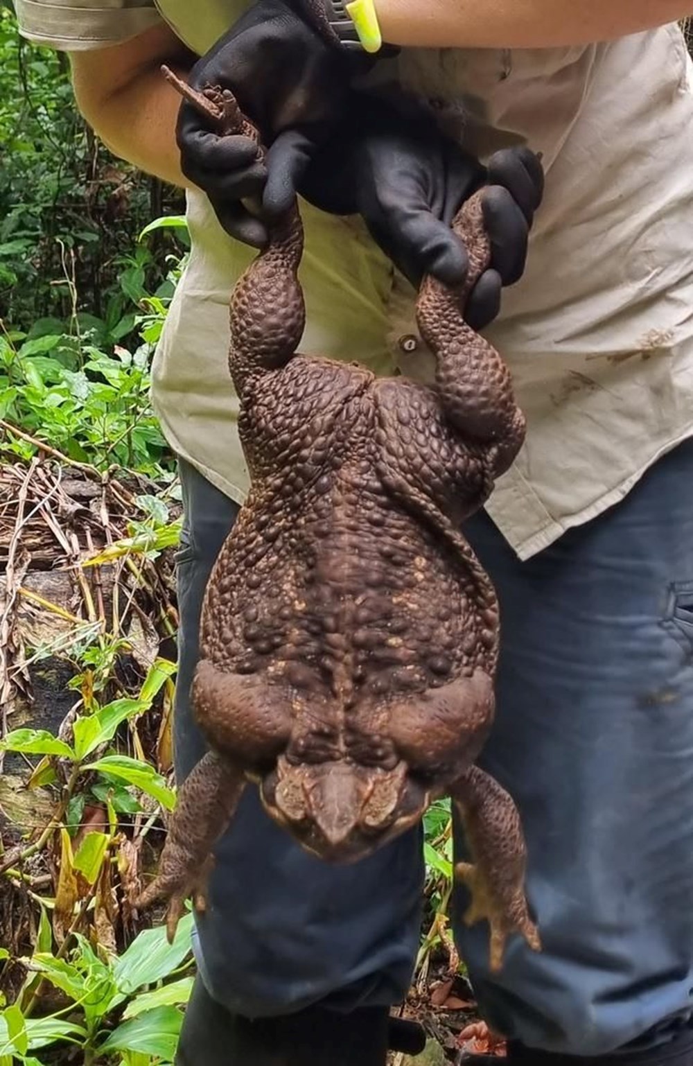 Dünyanın en büyük kara kurbağası bulundu: Zehir saçarak önüne geleni yiyor - 7