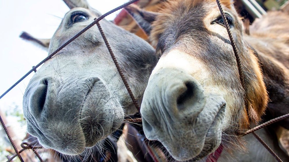 Yargıtay'dan eşek kararı - 5