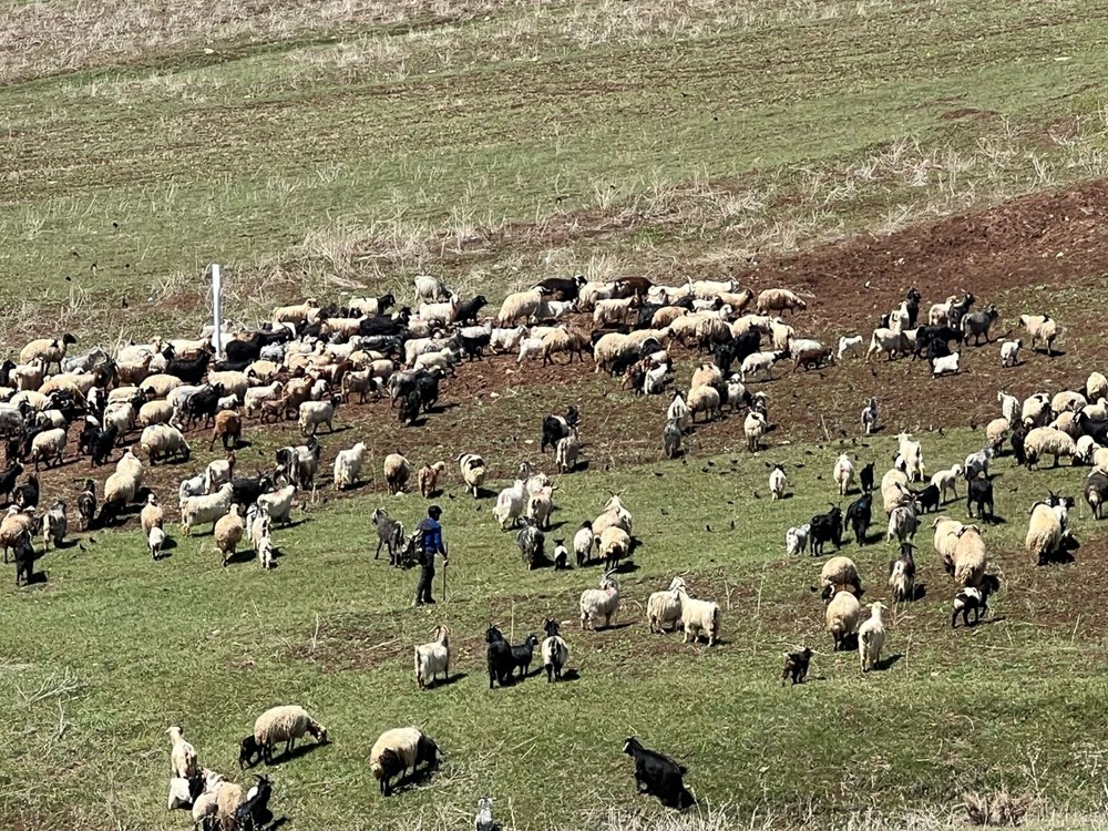 Çoban krizi büyüyor: 70 bin lira maaşı beğenmiyorlar 72 NAC1HRXPoUiSSIb3Nh2PuA