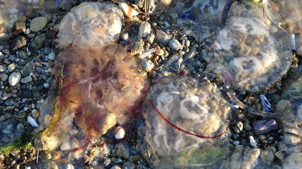 Çanakkale Boğazı'nda zehirli denizanaları görüldü, uzmanı uyardı - 8