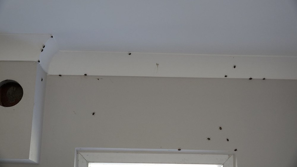 Trabzon'da kahverengi kokarca böceği istilası | Uzmanlar uyardı: Sakın elinizi sürmeyin - 2