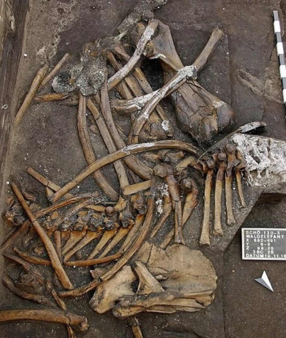 300 bin yıllık eksiksız fil iskeleti bulundu - 1