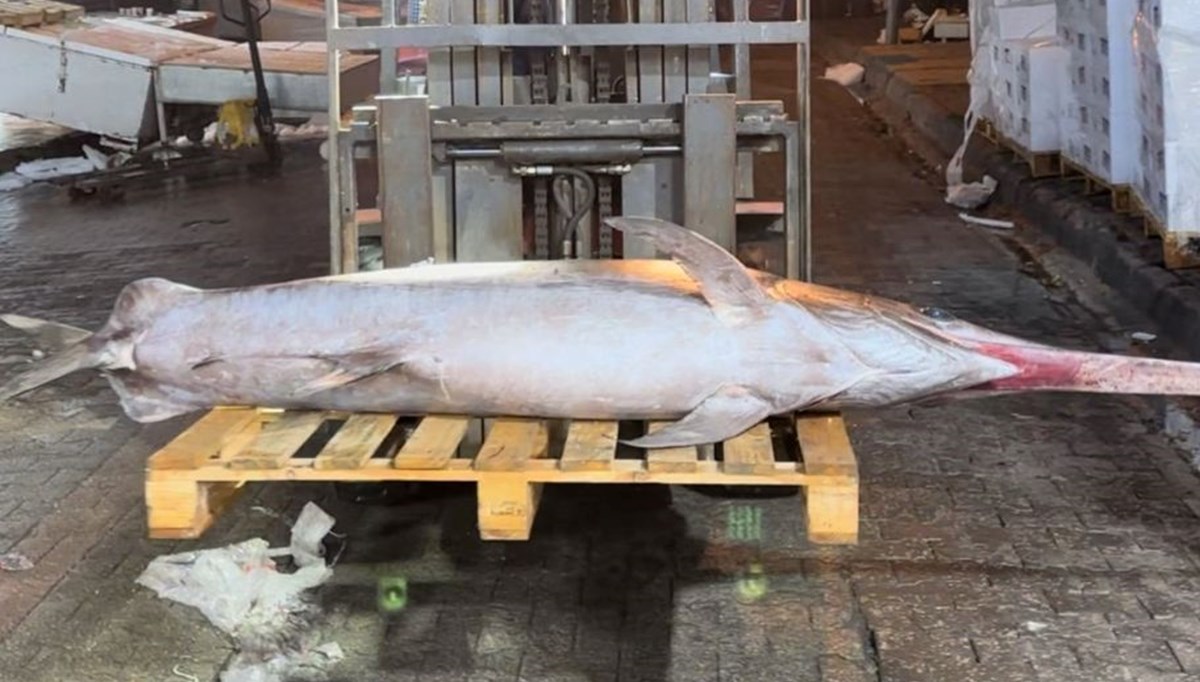 İskenderun Körfezi'nde avladı, karaya güçlükle çıkardı: 40 bin TL'ye sattı İskenderun Körfezi'nde avladı, karaya güçlükle çıkardı: 40 bin TL'ye sattı