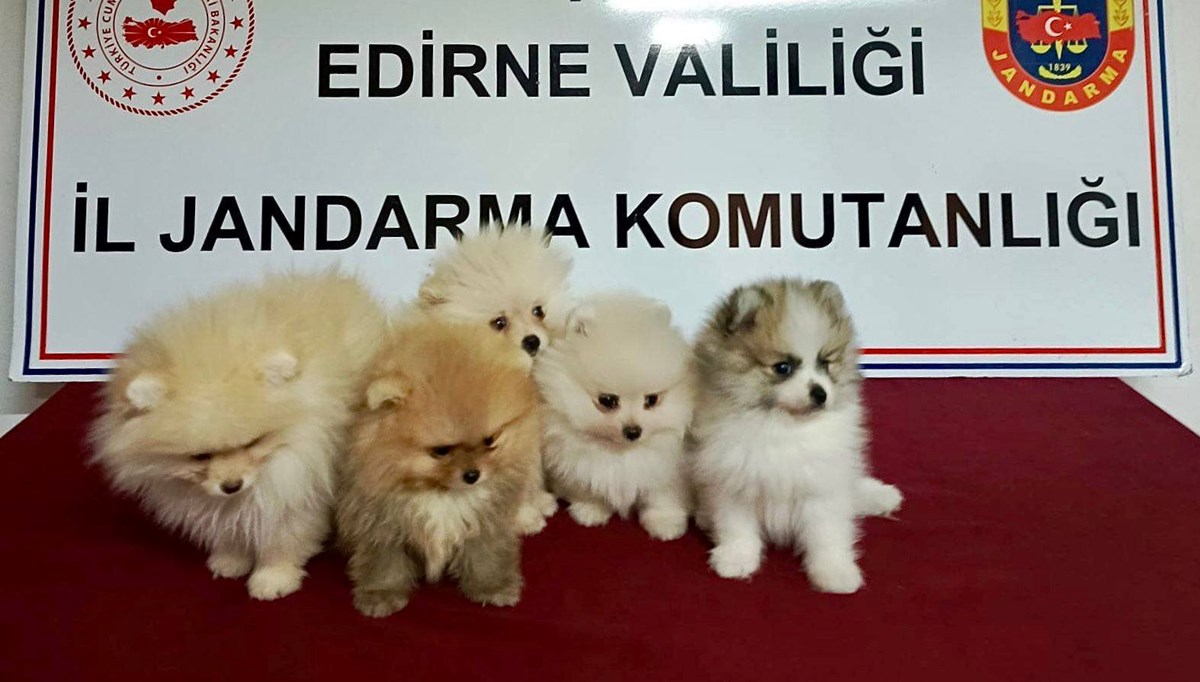 Jandarma araçtan şüphelendi, Pomeranianlara sınırda el konuldu