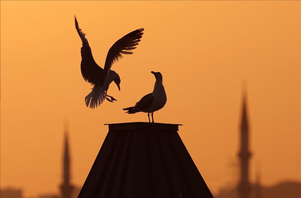 Haftanın fotoğrafları (20 Haziran-26 Haziran 2021) - 45