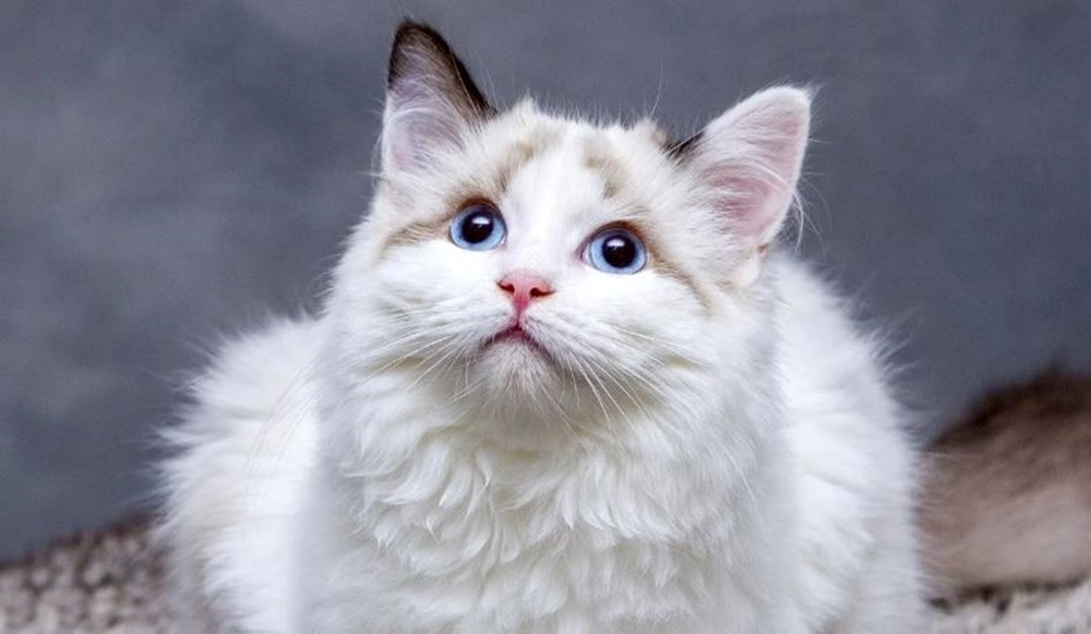 Bugün ne günü? Bugün Kediler Günü mü? Dünya Kediler Günü ne zaman? - 7