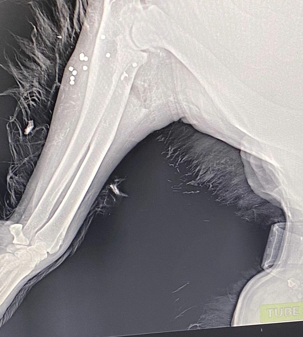 Çalamadığı köpeği pompalı tüfekle vurdu - 5