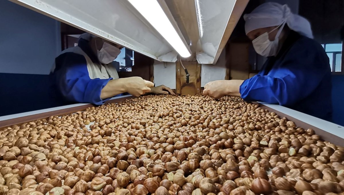 AB Türk fındığında kontrolü kaldırdı