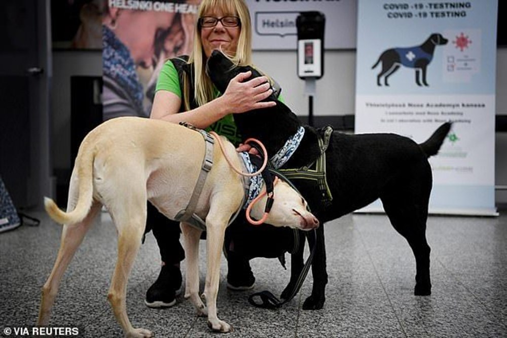Köpekler, Covid-19 tespit etmede testlere göre daha başarılı - 7