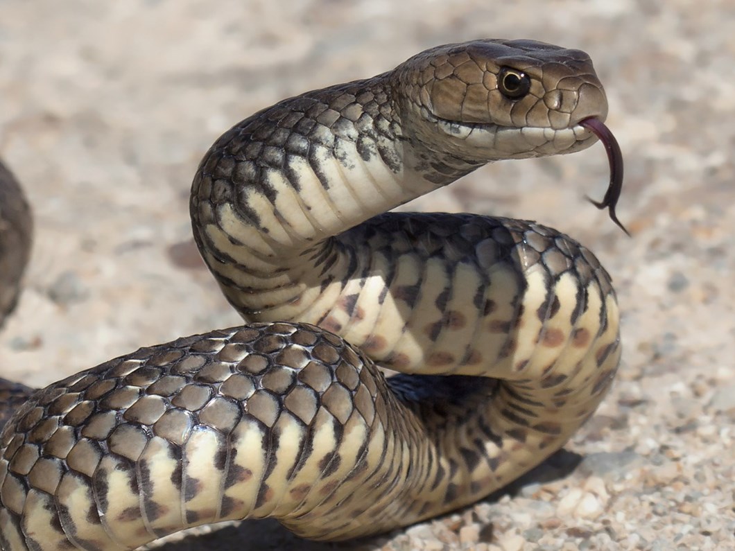 yilanin soktugu adam karisini isirdi ntv