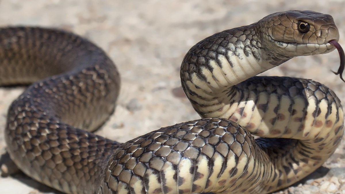 dso den uyari yilanlara karsi panzehir