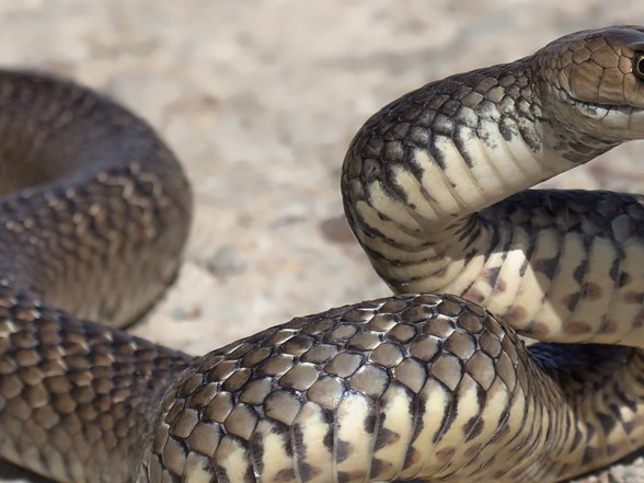 dso den uyari yilanlara karsi panzehir