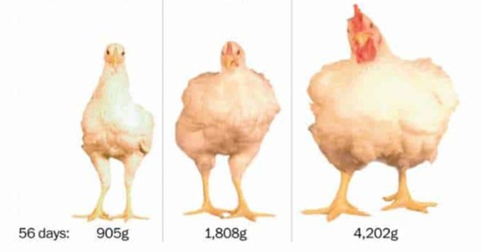 Tavuklara hızlandırılmış evrim (60 yılda tanınmaz hale geldi) - 1