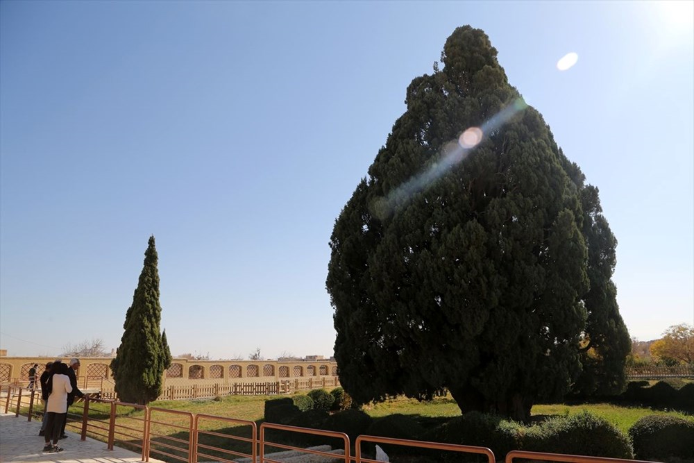 İran'ın en yaşlı ağacı Dünya Mirası Listesi'ne girmeyi bekliyor - 12