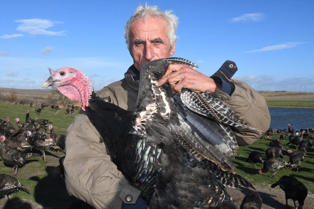 Yılbaşı hindileri satışa çıktı (Fiyatı kaç lira olacak?) - 2