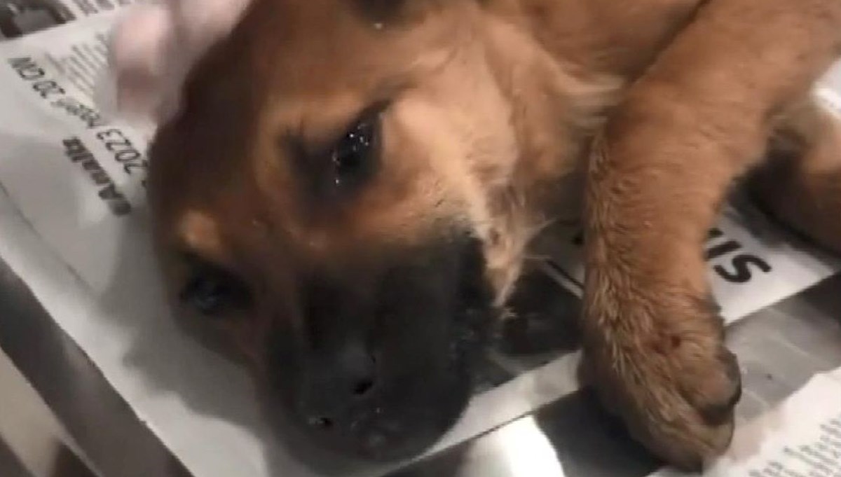 Fatih'te sokakta yaşayan köpeğe şiddet