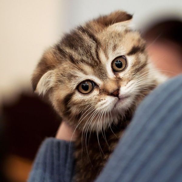 Котик Вислоухая Картинки