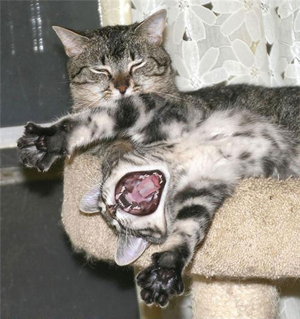 Коты смешные наглые