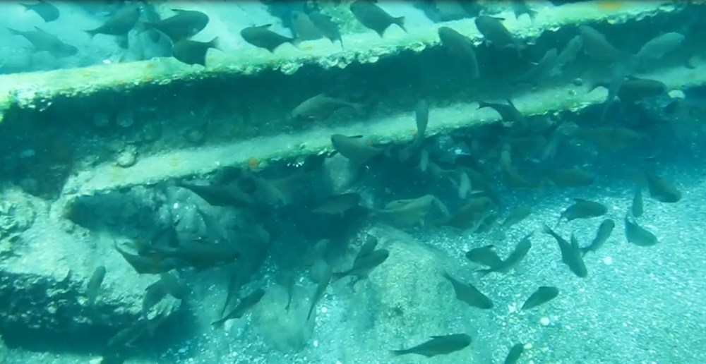 Kızıldeniz'den, Akdeniz'e göçen balık türü 65'e çıktı - 3