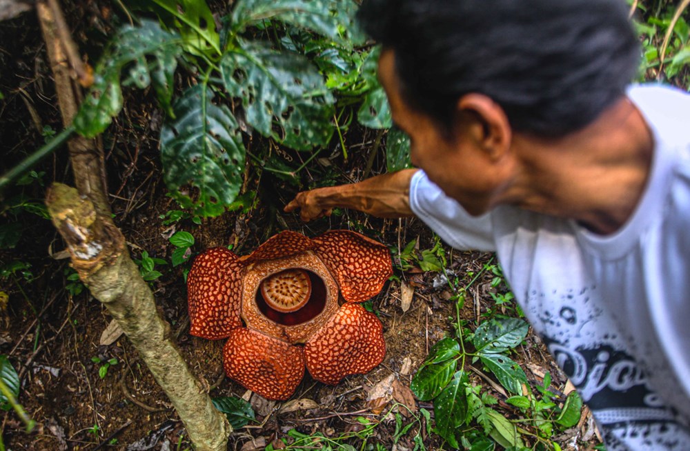Dünyanın en büyüğü: Endonezya’da ceset çiçeği olarak da
bilinen 'Rafflesia arnoldii' açtı - 10