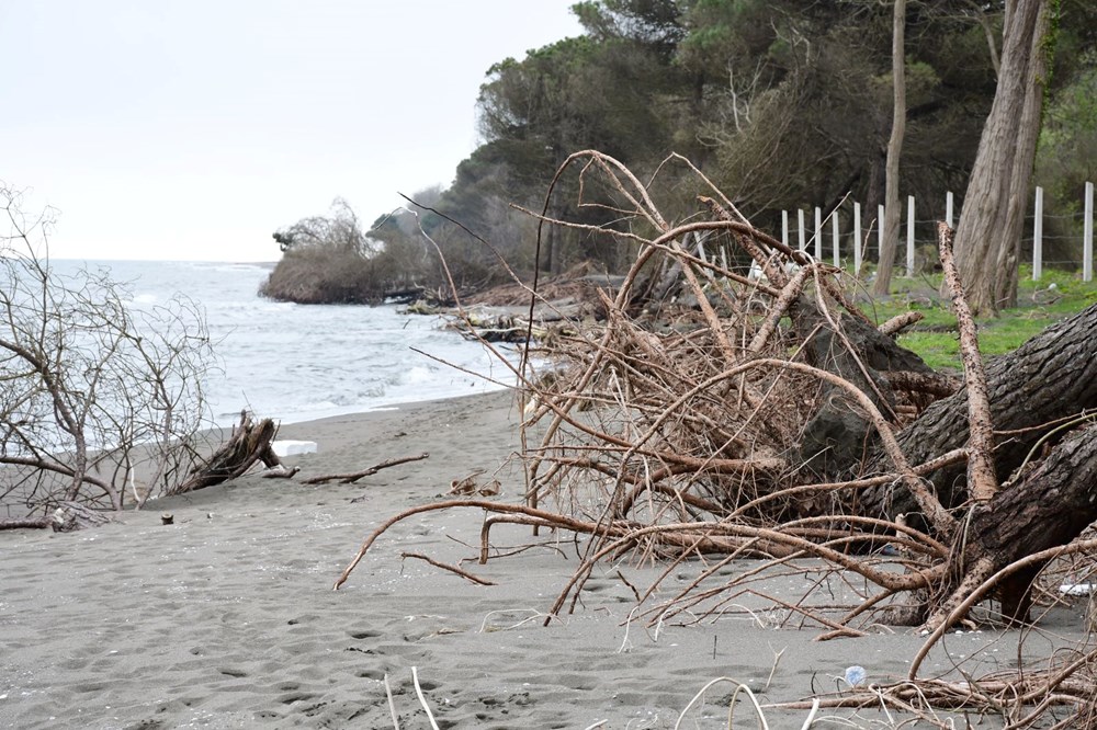 Terme Ovası'nda kıyı erozyonu ağaçları devirdi 78 NNv7MPuBckil4VVd6MiVRQ