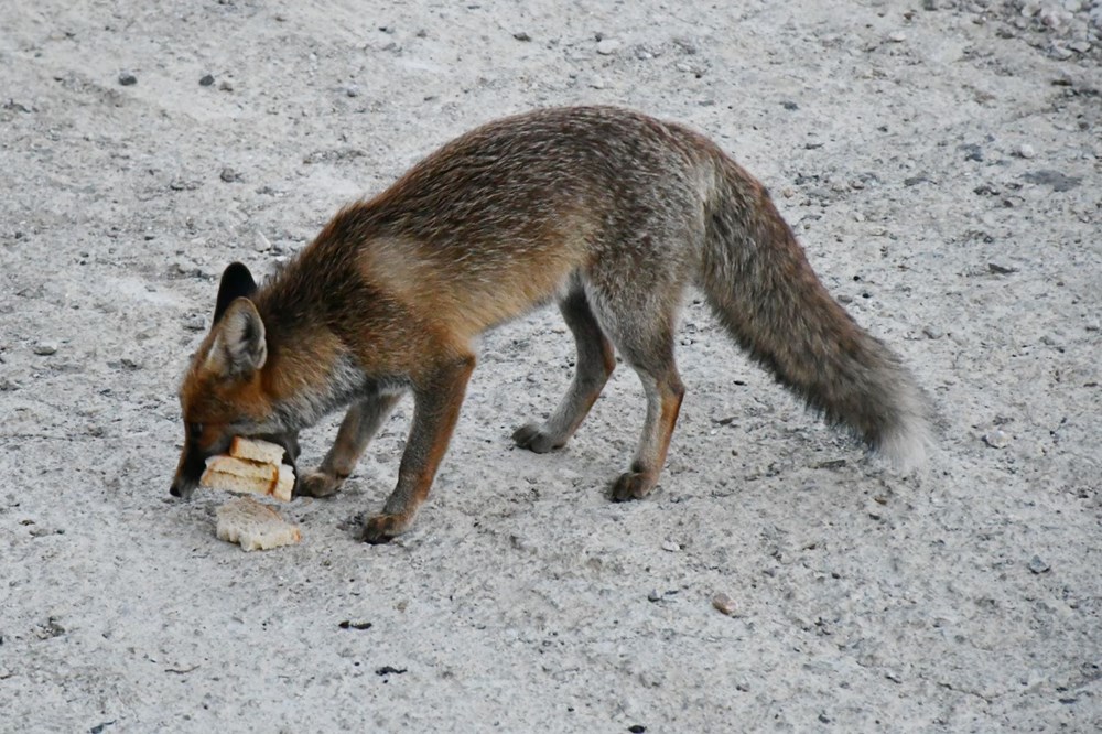 Manisa'da restoran sahibi, işletmesine gelen tilkileri elleriyle besliyor - 1