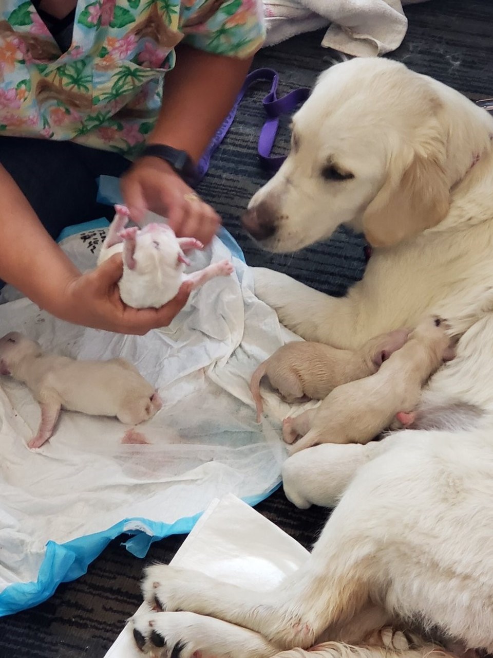 Rehber köpek havalimanında 8 yavru doğurdu - 1