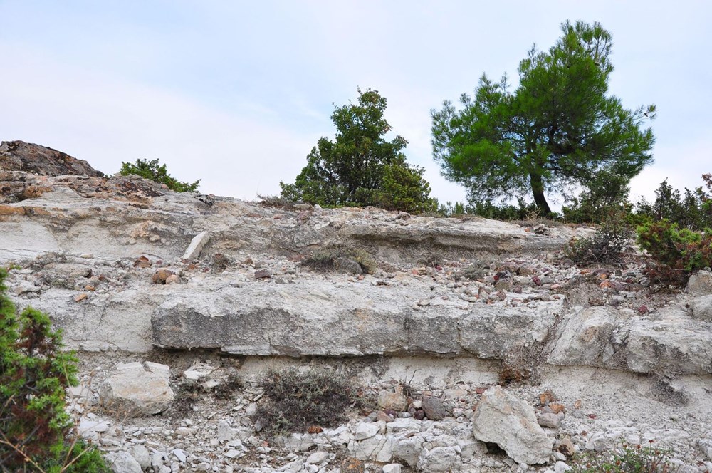 21 milyon yıllık fosil ağaç ormanı tehlikede - 14