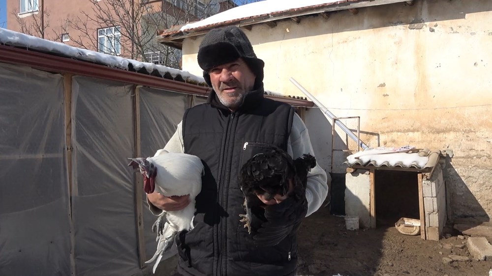 'Ayam Cemani' cinsi horoz ve tavuk görenleri şaşırtıyor: Piyasa fiyatı 17 bin TL - 7