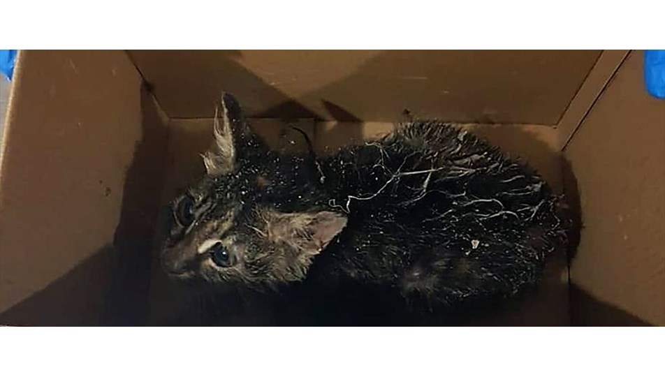 Yavru kedi bir hafta boyunca kurtarılmayı bekledi NTV