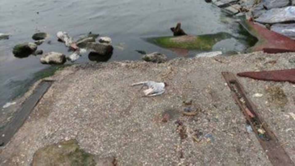 Küçükçekmece Gölü’nde balık ölümlerinden sonra martı ölümleri - 2