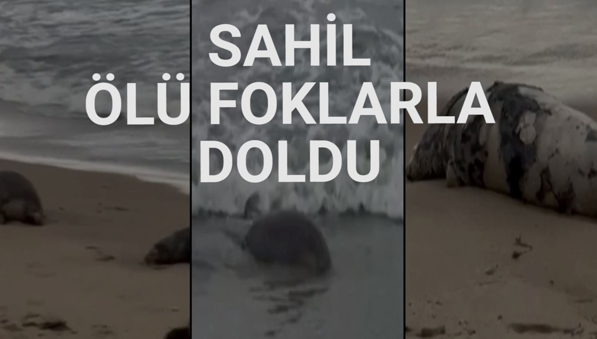 Hazar Denizi kıyısında 2 bin 500 ölü fok bulundu