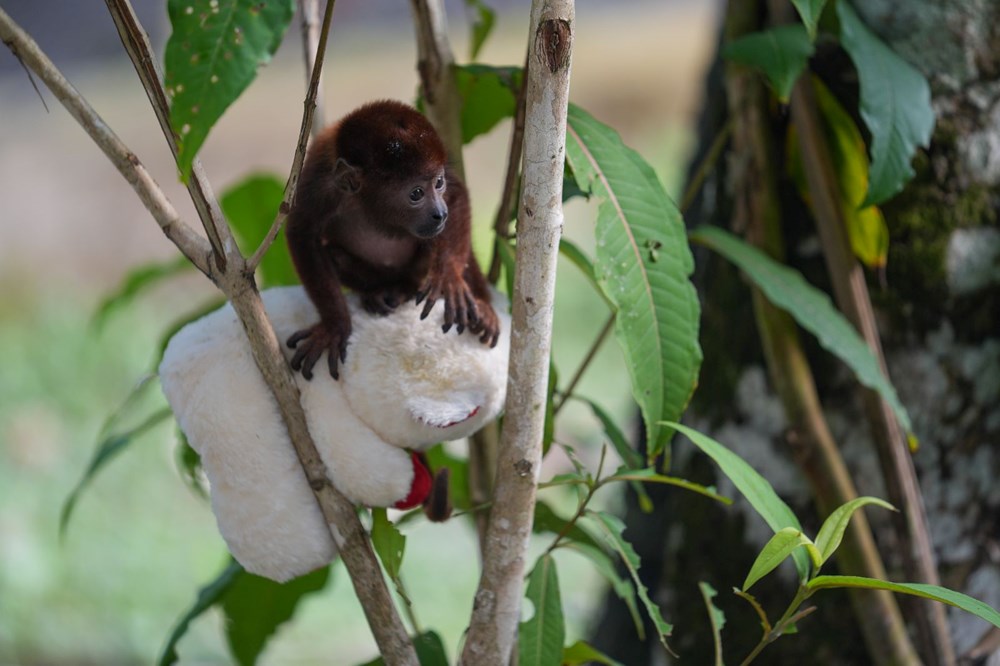 Kolombiya'da yavrusu ele geçirildi: Sesleri 5 kilometreden duyulabiliyor - 2