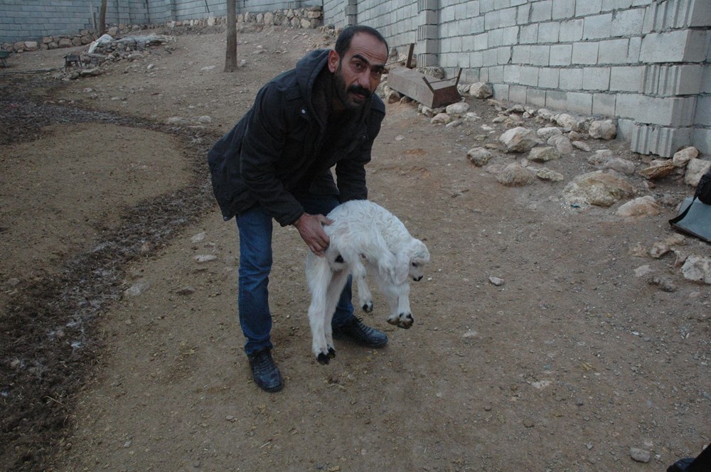 Diyarbakır'da 6 ayaklı doğan kuzu görenleri şaşırtıyor - 8
