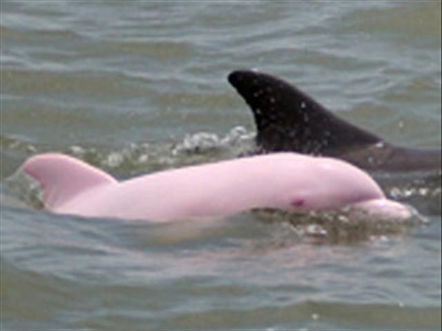 Фото розового дельфина в море