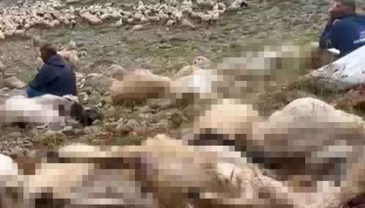 Tunceli’de sürüye yıldırım düştü