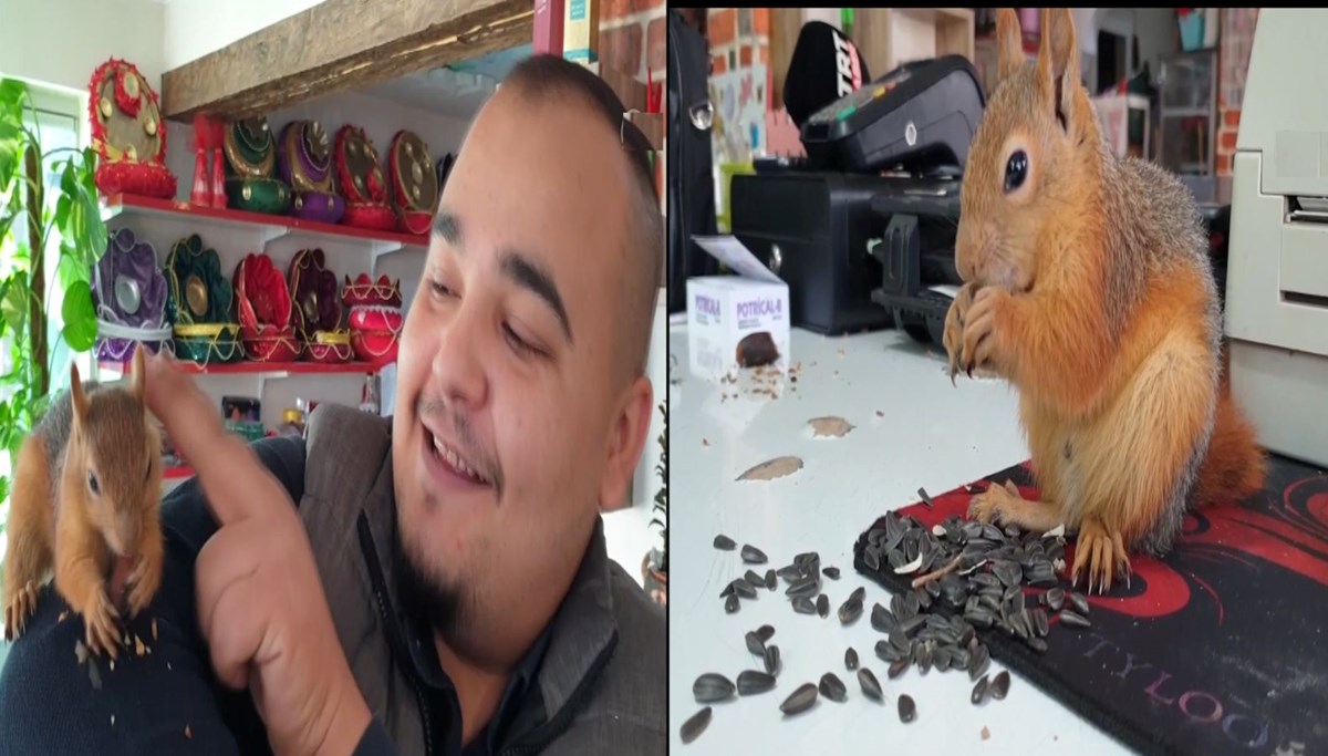 Kesilen ağaçta bulunan sincap esnafın maskotu oldu